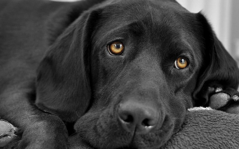 До чого сниться чорна собака: тлумачення за сонником, значення для чоловіків і жінок