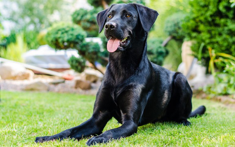 До чого сниться чорна собака: тлумачення за сонником, значення для чоловіків і жінок