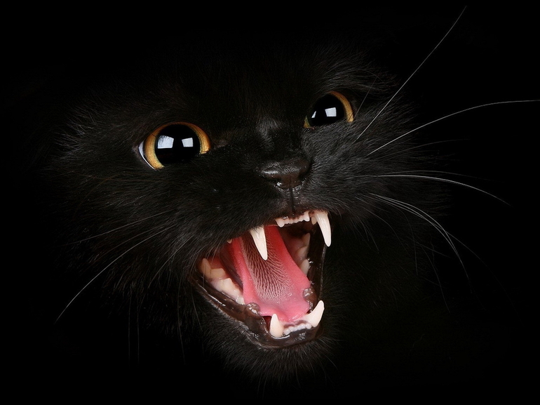 До чого сниться чорний кіт: тлумачення по сонникам, значення сну для чоловіків і жінок