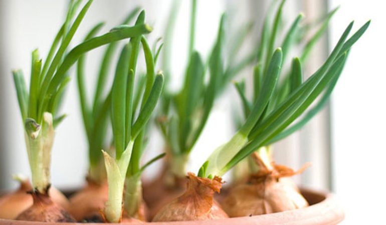 До чого сниться цибулю по соннику: садити, продавати або купувати, плакати при різанні і чищення цибулі