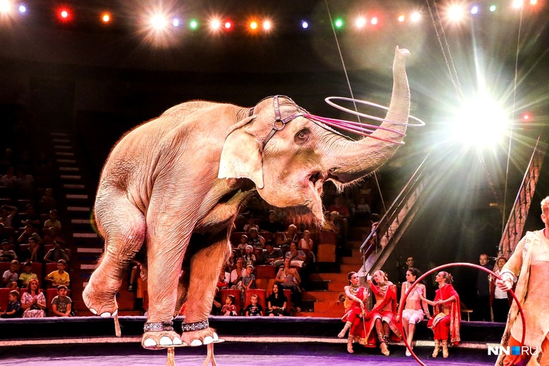 До чого сниться цирк: трактування снів про циркових виставах за різними сонникам
