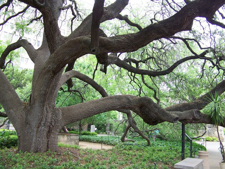 До чого сниться дерево: тлумачення найпопулярніших сонників, що означає пиляти суху гілку або зламати стовбур