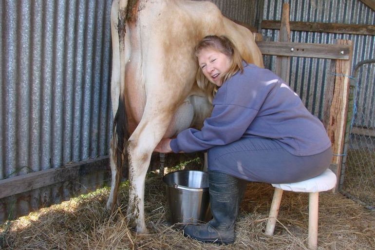 До чого сниться доїти корову: що значить, якщо жінці, дівчині або чоловікові приснилося молоко та доїння