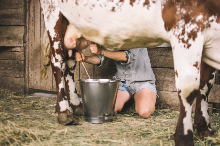 До чого сниться доїти корову: що значить, якщо жінці, дівчині або чоловікові приснилося молоко та доїння