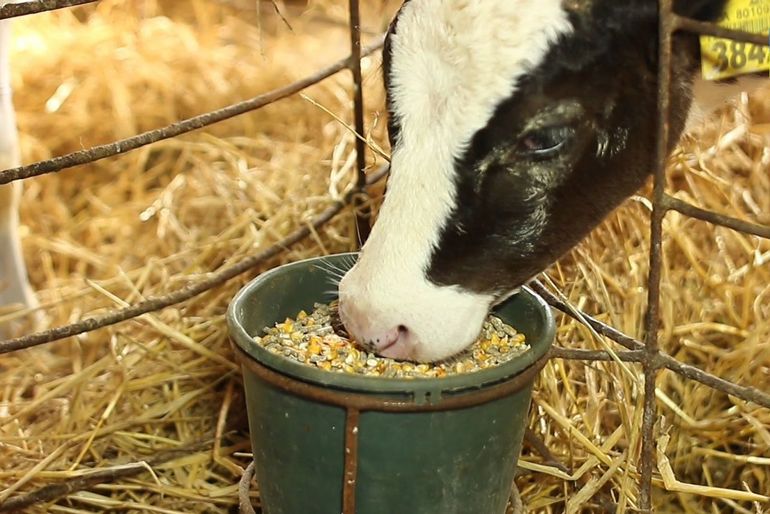 До чого сниться годувати людини або тварин: трактування годування їжею по різним сонникам