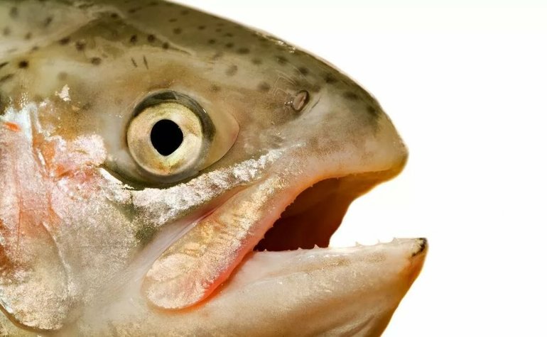 До чого сниться голова риби: значення сонники для чоловіка і жінки