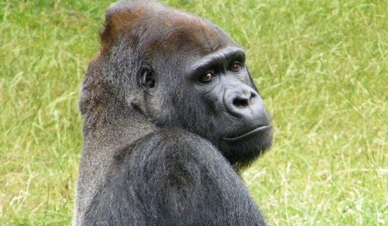 До чого сниться горила: що означає образ для жінки, чоловіки, дівчата по сонникам