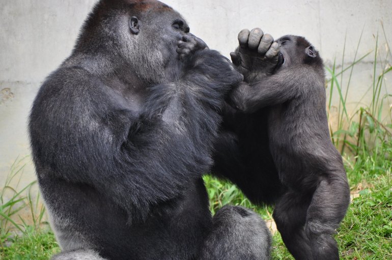 До чого сниться горила: що означає образ для жінки, чоловіки, дівчата по сонникам