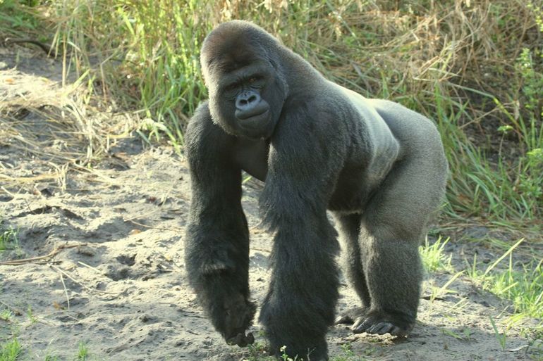 До чого сниться горила: що означає образ для жінки, чоловіки, дівчата по сонникам