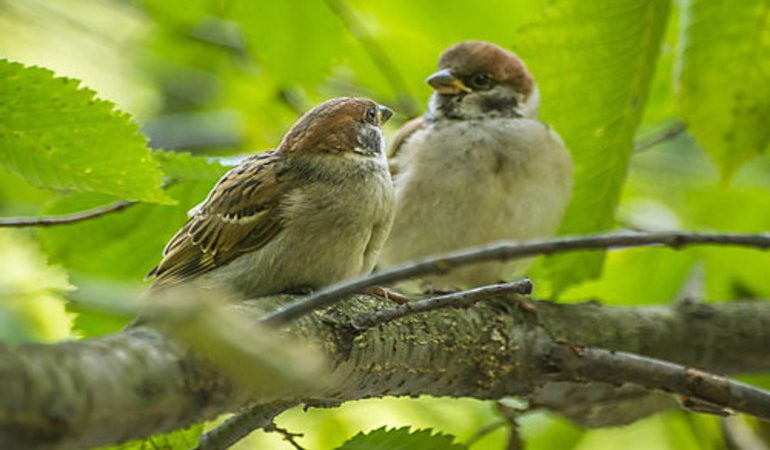 До чого сниться горобець або воробьевая зграя: бачити, як залетіли у вікно, зловити або гладити