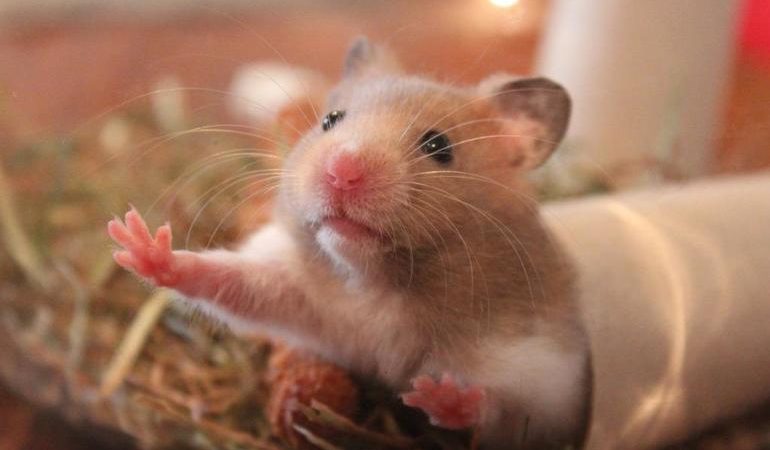 До чого сниться хом’як: тлумачення снів з білим, рудим, сірим і чорним гризуном за сонниками