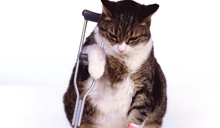 До чого сниться хвора кішка: тлумачення для жінки і чоловіки, сон про кошеня, популярні книги пророцтв