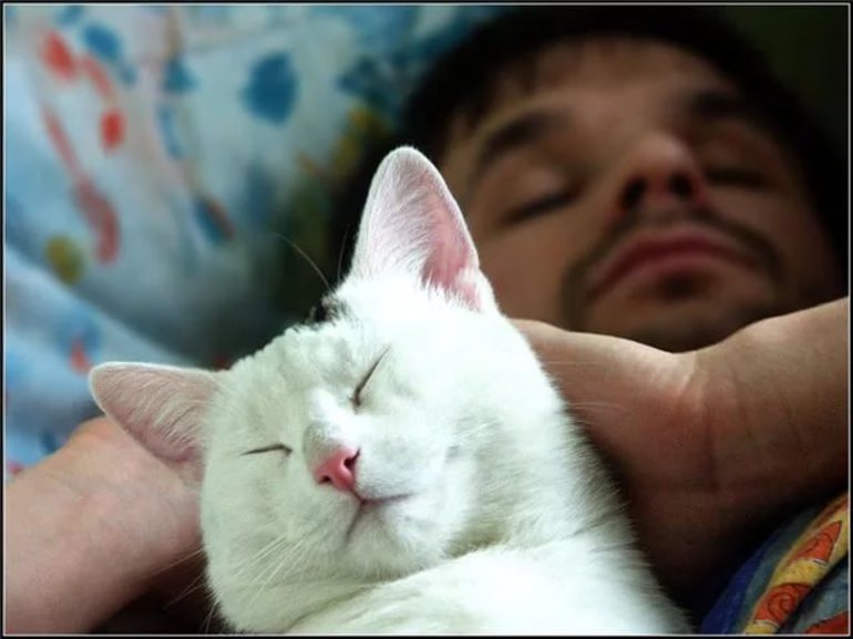 До чого сниться хвора кішка: тлумачення для жінки і чоловіки, сон про кошеня, популярні книги пророцтв