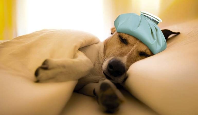 До чого сниться хвора собака: бачити изнеможенного цуценя жінці, токування сонників