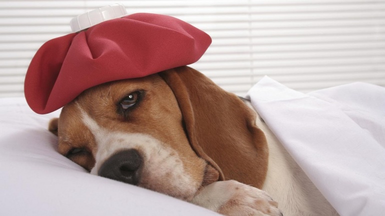 До чого сниться хвора собака: бачити изнеможенного цуценя жінці, токування сонників