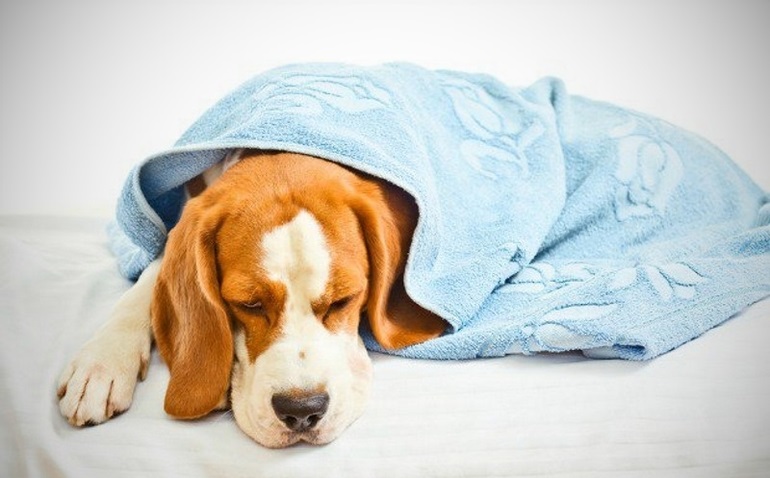 До чого сниться хвора собака: бачити изнеможенного цуценя жінці, токування сонників
