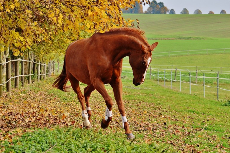 До чого сниться кінь: особливості образу коня, тлумачення в різних сонники для чоловіків і жінок