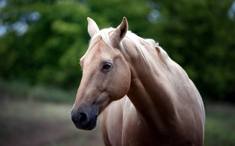 До чого сниться кінь: особливості образу коня, тлумачення в різних сонники для чоловіків і жінок