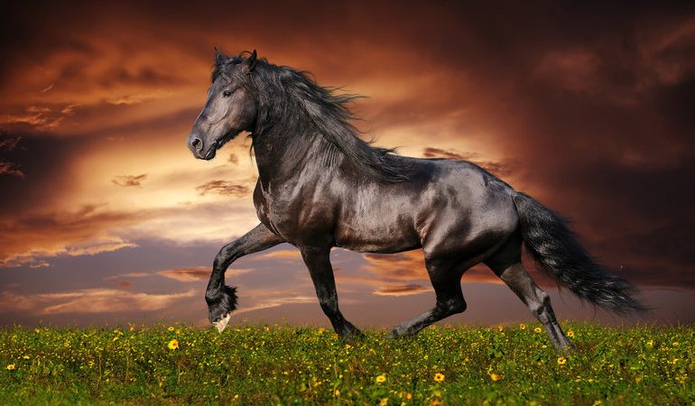 До чого сниться кінь: скакати верхи, гладити або годувати