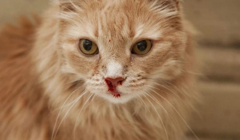 До чого сниться кішка в крові: що означає тримати кота на руках, вмираюче тварина по соннику