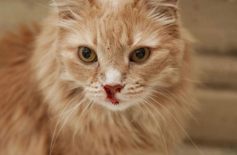 До чого сниться кішка в крові: що означає тримати кота на руках, вмираюче тварина по соннику