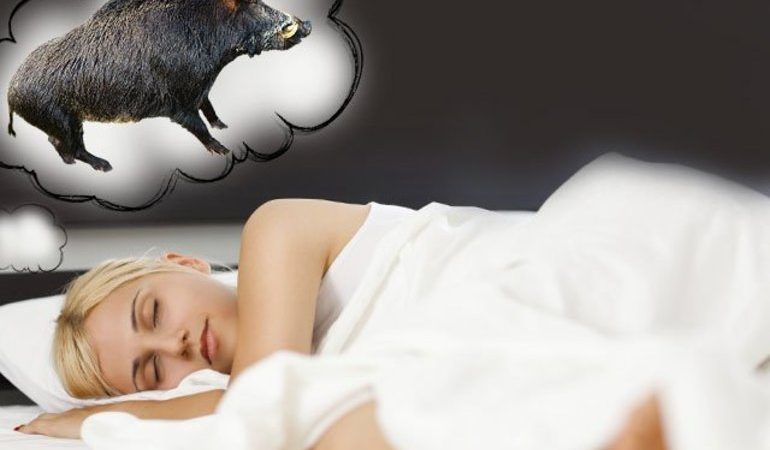 До чого сниться кабан: тлумачення по сонникам, великий і чорний, вбити на полюванні