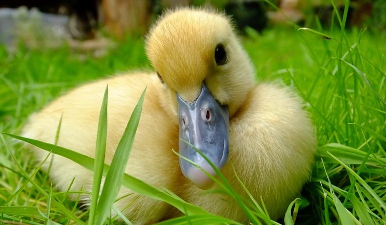 До чого сниться каченя: трактування сну в популярних сонники