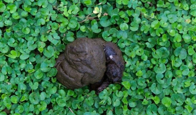 До чого сниться кал: екскременти людини і тварини, тлумачення Міллера