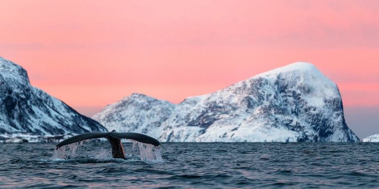 До чого сниться кит: великий або маленький, в океані чи на суші, його значення сонники для жінки і чоловіки