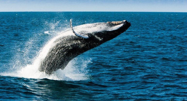 До чого сниться кит: великий або маленький, в океані чи на суші, його значення сонники для жінки і чоловіки