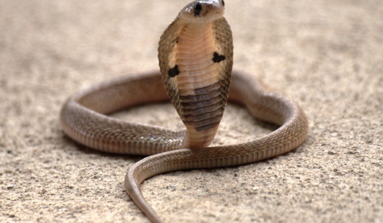 До чого сниться кобра: велика, нападниця, що хоче вкусити