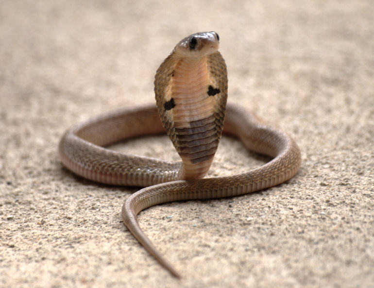 До чого сниться кобра: велика, нападниця, що хоче вкусити