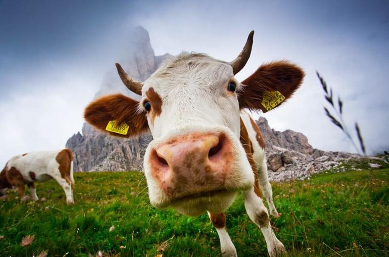 До чого сниться корова: особливості образу тварини, значення сну для чоловіків і жінок у різних сонники