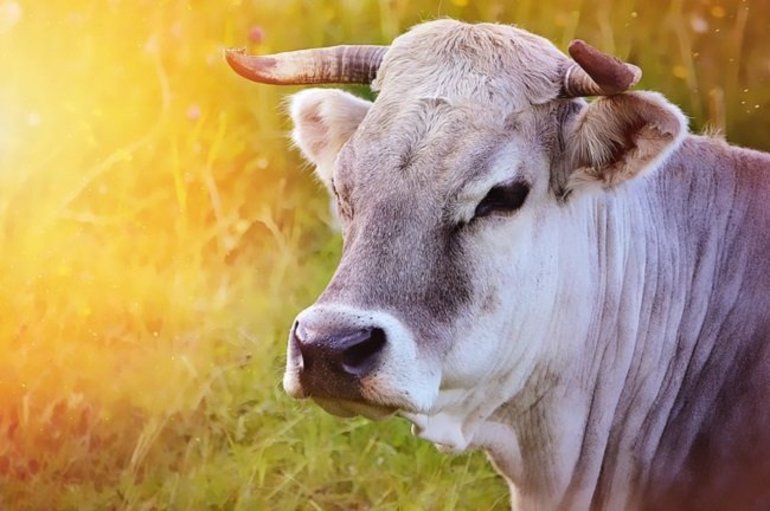 До чого сниться корова: особливості образу тварини, значення сну для чоловіків і жінок у різних сонники