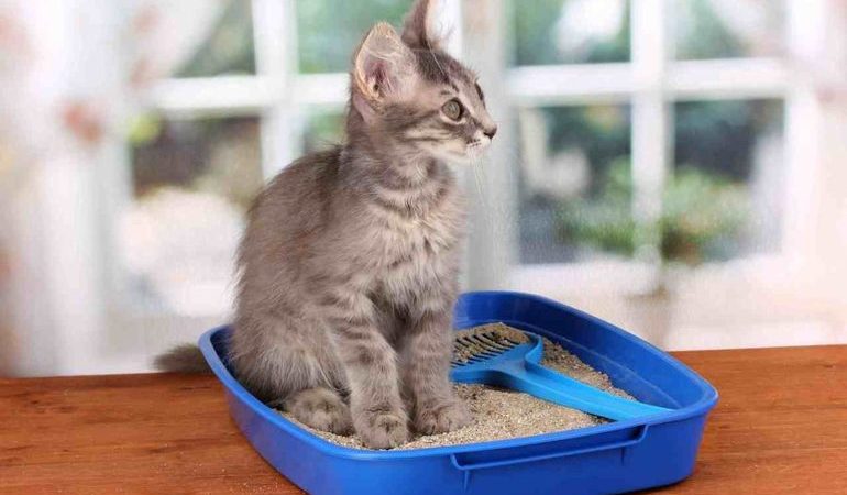 До чого сниться котяче лайно: тлумачення екскрементів в різних сонники, значення неприємного запаху в квартирі