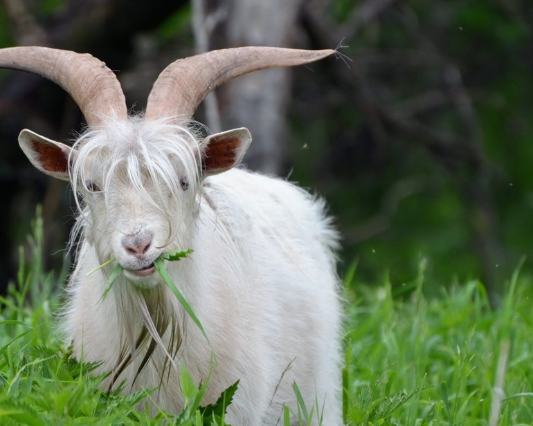 До чого сниться козел: тлумачення білого гірничого різними сониками, що означає нападники тварина