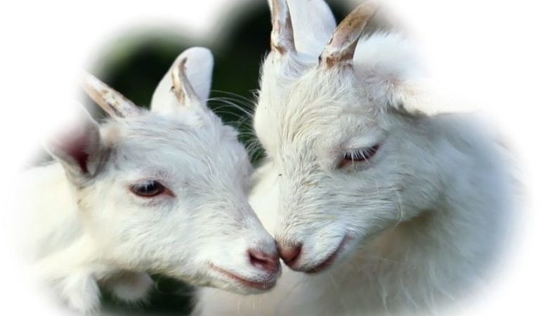 До чого сниться козеня: розшифровка нічних мрій за відомим сонникам для чоловіка і жінки