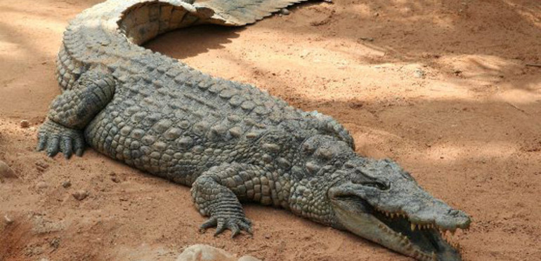 До чого сниться крокодил: напад або годування з рук в сні, що означає білий алігатор для дівчини,