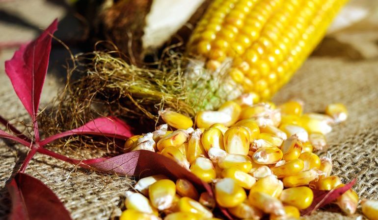 До чого сниться кукурудза: купувати жовті кукурудзяні качани дівчині