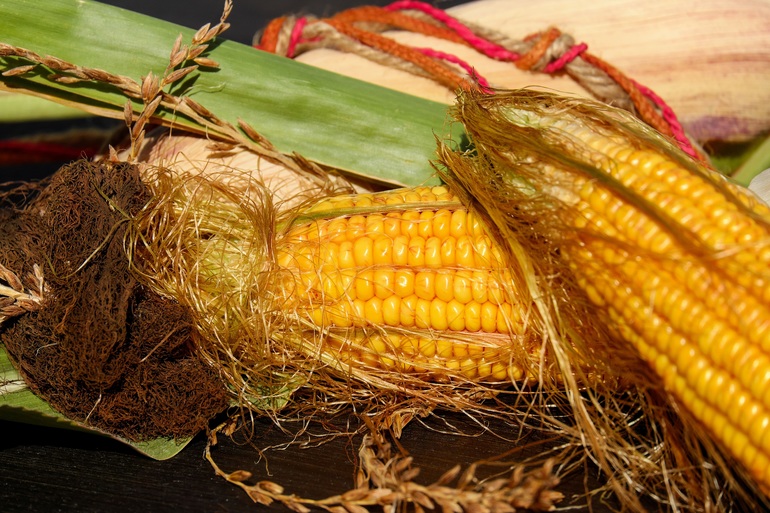 До чого сниться кукурудза: купувати жовті кукурудзяні качани дівчині