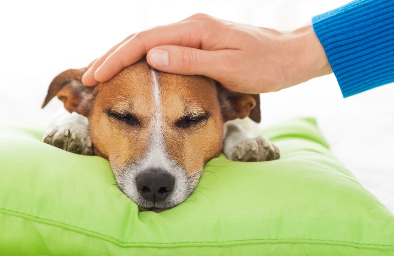До чого сниться купівля собаки: значення сонники сну, в якому довелося купувати дорослого собаку або цуценя