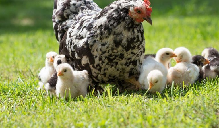 До чого сниться курка з курчатами: значення сну з квочкою для жінки і чоловіки, тлумачення різних сонників