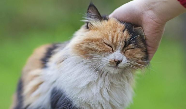 До чого сниться ласкава кішка: зовнішній вигляд тварини, тлумачення для жінки, поведінка кота по соннику