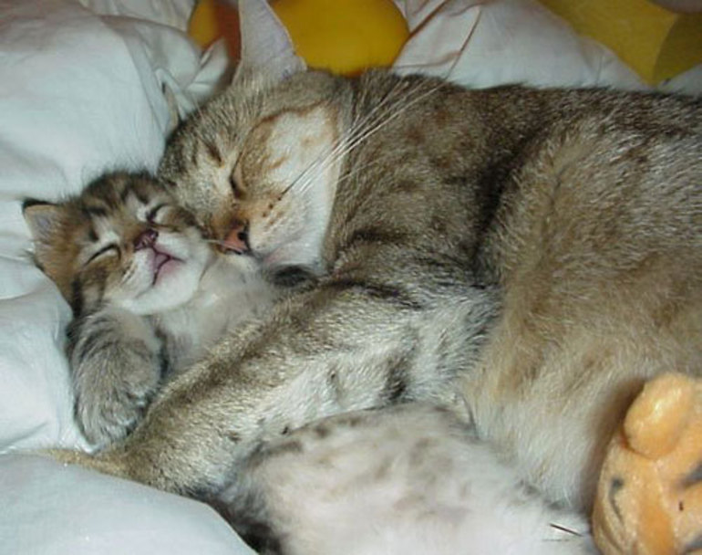 До чого сниться ласкава кішка: зовнішній вигляд тварини, тлумачення для жінки, поведінка кота по соннику