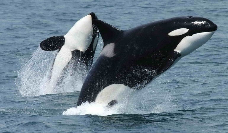 До чого сниться ластівка: значення сну, в якому приснився кит у морі або басейні, тлумачення різних сонників