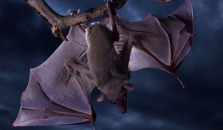 До чого сниться летюча миша: жива чи мертва, велика чи маленька, біла або сіра