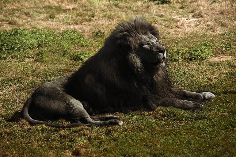 До чого сниться лев: тлумачення по соннику Міллера, що означає вбити, гладити або годувати хижака