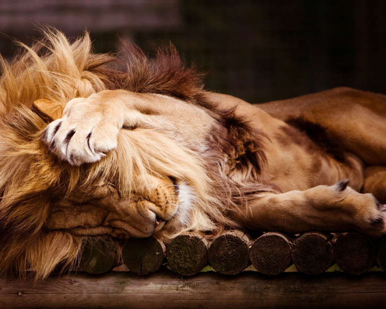 До чого сниться лев: тлумачення по соннику Міллера, що означає вбити, гладити або годувати хижака