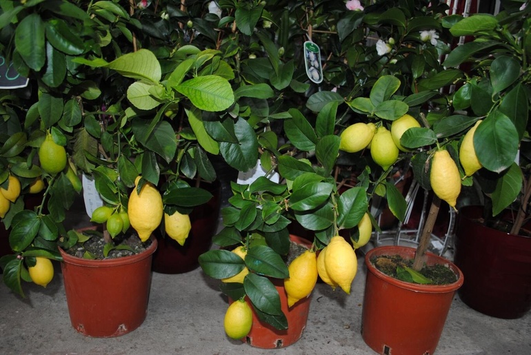 До чого сниться лимон: значення сну з жовтим плодом на дереві або тарілці, тлумачення за різними сонникам