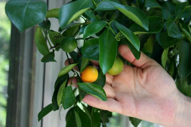 До чого сниться лимон: значення сну з жовтим плодом на дереві або тарілці, тлумачення за різними сонникам